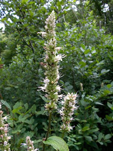 flower spike